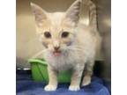 Adopt Pringle a Domestic Short Hair