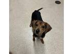 Adopt Rocky a Mixed Breed