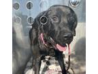 Adopt Rocky Road a Black Labrador Retriever, Pit Bull Terrier