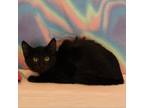 Adopt Chalupa a Domestic Short Hair