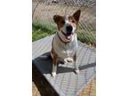 Adopt Tom Tom a Cattle Dog, Mixed Breed