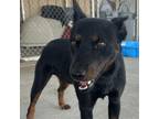 Adopt Maverick a Shepherd, Mixed Breed