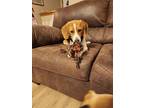 Adopt Master Simon - Fostered in Lincoln, NE a Beagle