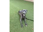 Adopt Alex a Pit Bull Terrier, Mixed Breed
