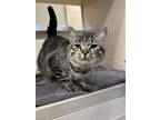 Adopt Little Bit a Domestic Short Hair