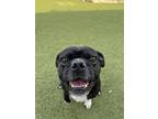 Adopt Milo a Pug, Mixed Breed