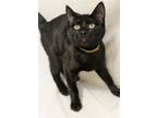 Adopt Kendall (Brown) a Domestic Short Hair