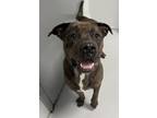 Adopt Bark Twain a Pit Bull Terrier