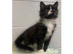 Adopt Bentley a Domestic Long Hair