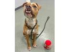Adopt Atticus a Boxer