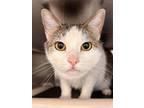 Adopt Timmy a Domestic Short Hair