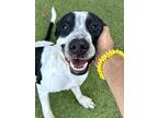 Adopt Lip (FOSTER TO ADOPT) a Mixed Breed