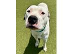 Adopt Skibidi Rizz (FOSTER TO ADOPT) a Mixed Breed