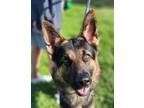 Adopt Onyx a German Shepherd Dog, Mixed Breed