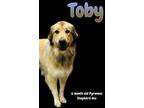 Adopt Toby a Great Pyrenees, Border Collie