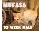 Adopt Mufasa a Domestic Medium Hair