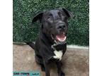 Adopt Chap a Shepherd, Labrador Retriever