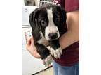 Adopt Black Bean a Akita, Saint Bernard