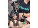 Adopt Cletus a Labrador Retriever