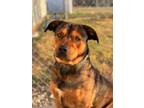 Adopt Billy Mayes a Rottweiler
