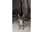 Adopt Taco a Domestic Short Hair