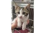 Adopt Quesadilla a Domestic Short Hair