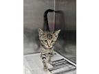 Adopt Tamale a Domestic Short Hair