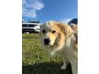 Adopt Diesel a Great Pyrenees