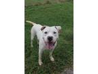 Adopt Roscoe a American Staffordshire Terrier