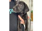 Adopt Kodak/ Mr. Tumnus Aslan a Hound, Labrador Retriever