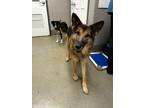 Adopt Max Loop a German Shepherd Dog