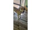 Adopt Orion a Terrier