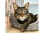 Adopt Quick Carlton a Domestic Medium Hair
