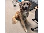 Adopt Nandor a Great Pyrenees, Shepherd