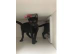 Adopt Randy a Domestic Medium Hair, Domestic Short Hair