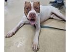 Adopt Prince a Pit Bull Terrier, Mixed Breed