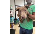 Adopt Coco a Retriever