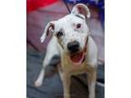 Adopt Kfc a Jack Russell Terrier