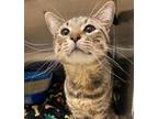 Adopt Roo a Domestic Short Hair