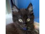 Adopt Jelly a Domestic Long Hair