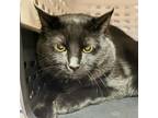 Adopt Zion a Domestic Short Hair