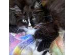 Adopt Jam a Domestic Long Hair