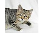 Adopt Stiletto a Domestic Short Hair