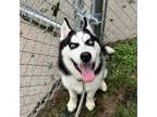 Adopt Zeus a Siberian Husky