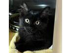 Adopt Cottonelle a Domestic Medium Hair