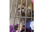 Adopt Jimmy a Domestic Short Hair