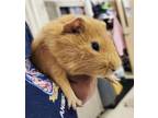 Adopt 44421 - Pig Newton a Guinea Pig