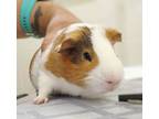 Adopt 44422 - Sonny a Guinea Pig