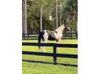 Double Registered Tennessee Walker Spotted Saddle Horse Mare TWH / SSH, 15.3H