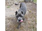 Adopt Ghost a Cane Corso
